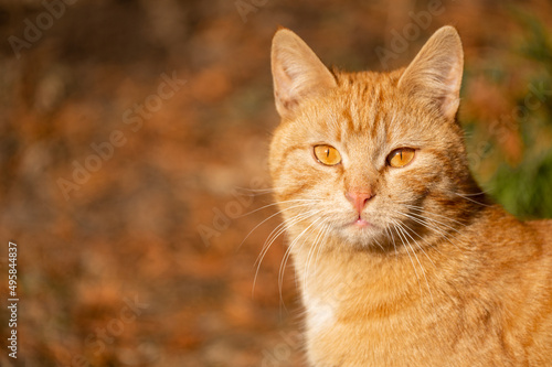 Portrait of a funny beautiful ginger fluffy cat with orange eyes. outdoors on autumn background. Orange Cat © Celt Studio