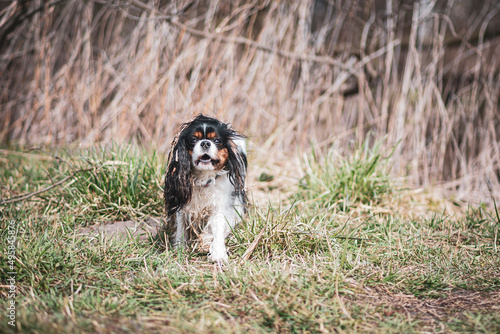 Dirty Cavalier dog in a field. Funny facial expression of a doggy in motion. Pet photography in the wilderness. Selective focus on the details, blurred background.