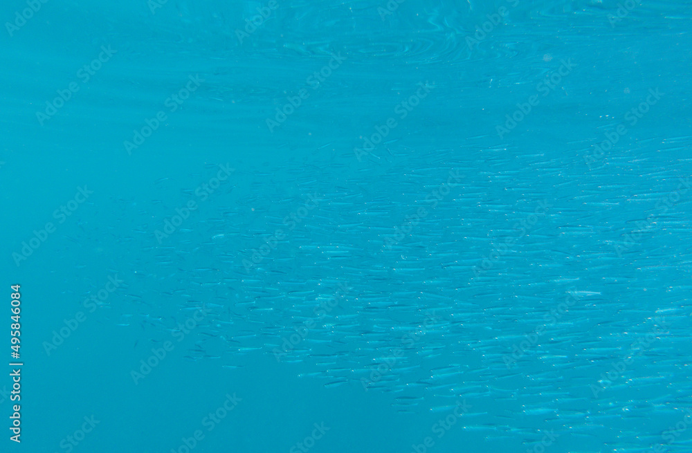 Schooling fishes in the sea Schooling fishes in the sea