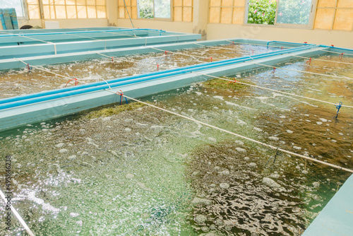 Seaweed or macro algae indoor cultivation farm 