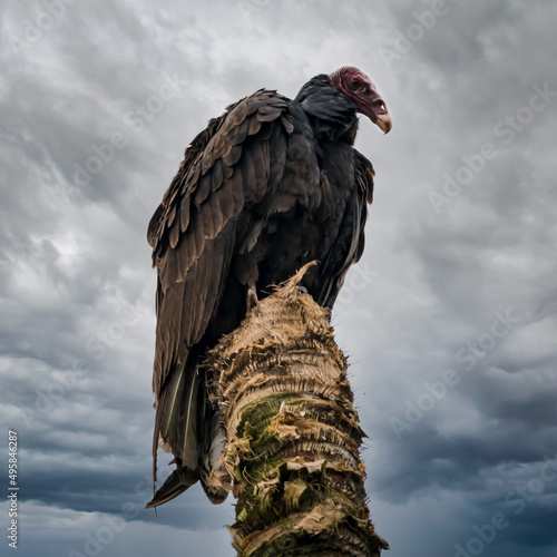 vulture on a tree