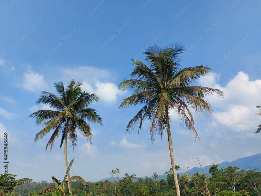 coconut trees on the sky
