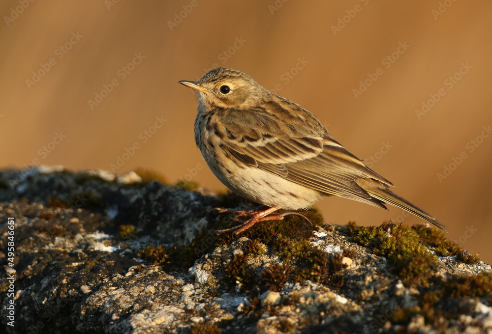 A pretty Meadow Pipit, Anthus pratensis, perched on a rock in the moorlands of Durham, UK. A pretty Meadow Pipit, Anthus pratensis, perched on a rock in the moorlands of Durham, UK.