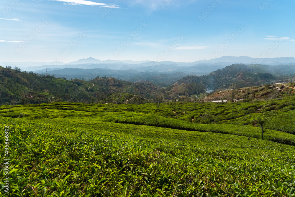 Tea plantations on hills around Nuwara Eliya, Sri Lanka