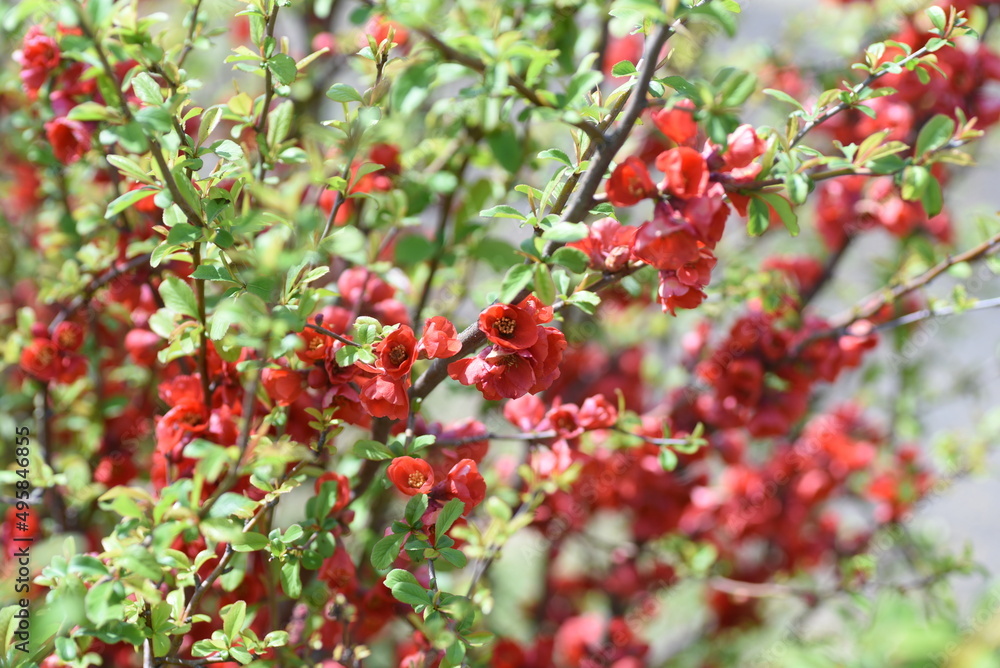 Flowering quince flowers. The vermilion five-petaled flowers bloom from March to April. 