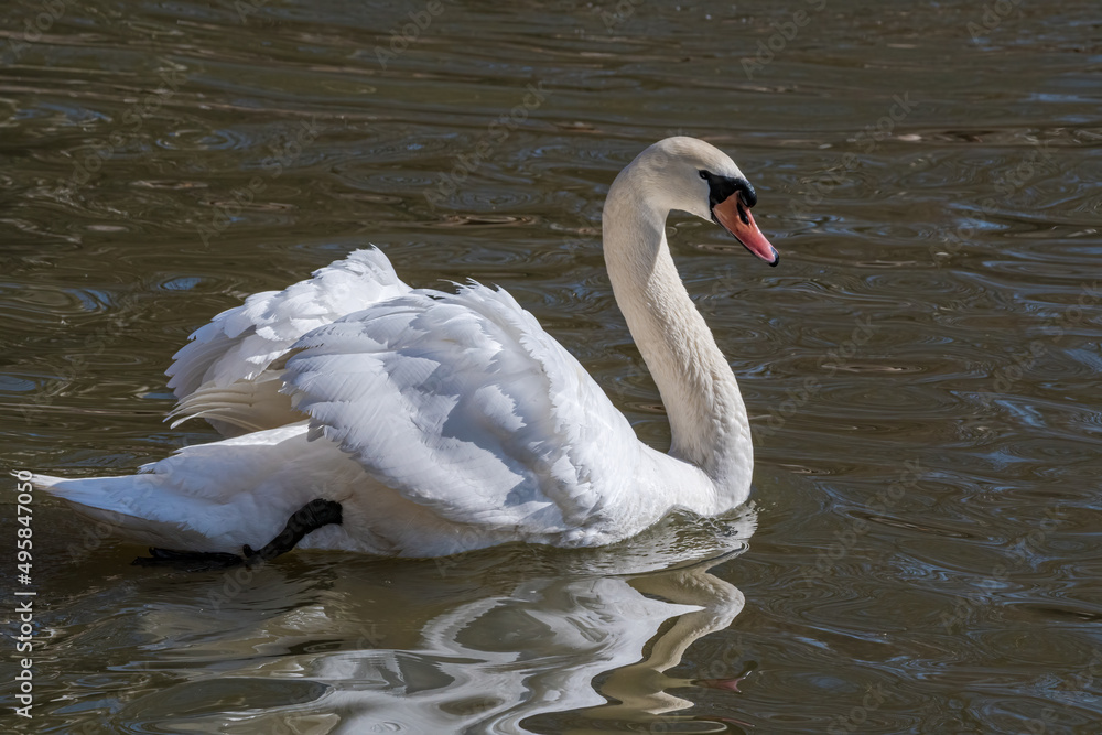 Fototapeta premium Mute Swans (Cygnus olor) in park