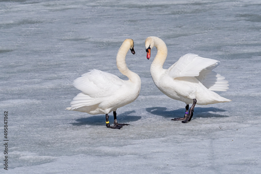 Obraz premium Mute Swans (Cygnus olor) in park