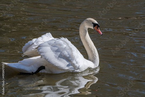 Mute Swans (Cygnus olor) in park