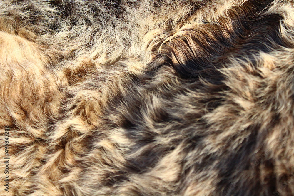 Cow's fur close-up Cow's fur close-up