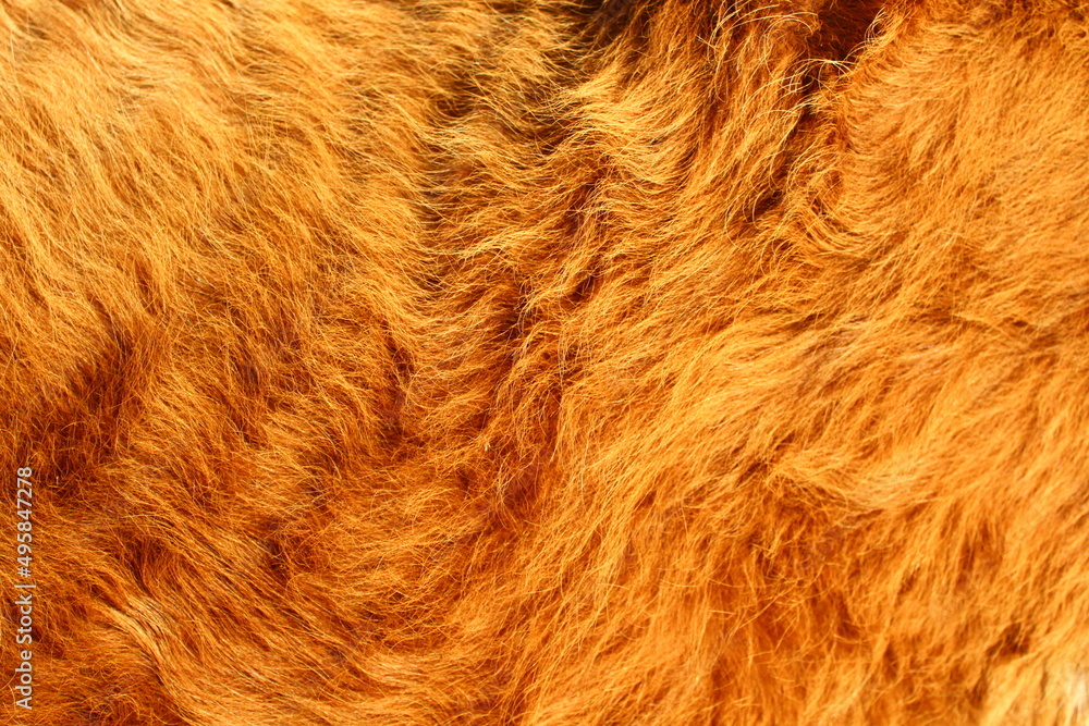 Fototapeta premium brown cow's fur texture