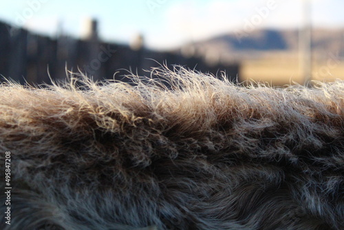 Cow's fur close-up 