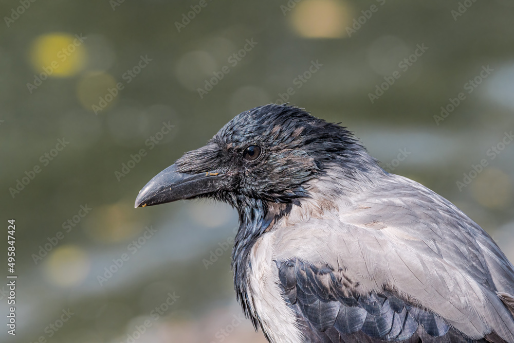 Hooded Crow (Corvus cornix) in park Hooded Crow (Corvus cornix) in park