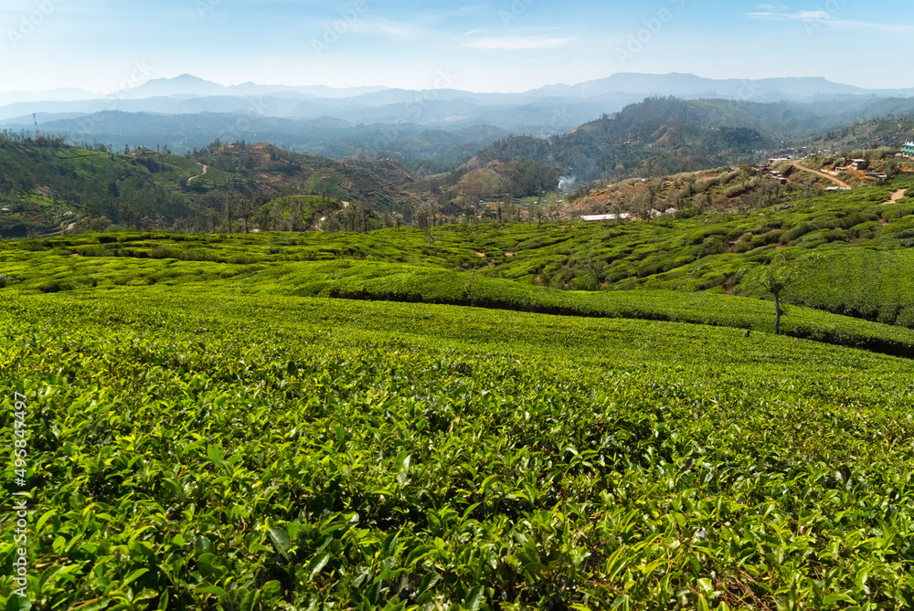 Tea plantations on hills around Nuwara Eliya, Sri Lanka Tea plantations on hills around Nuwara Eliya, Sri Lanka