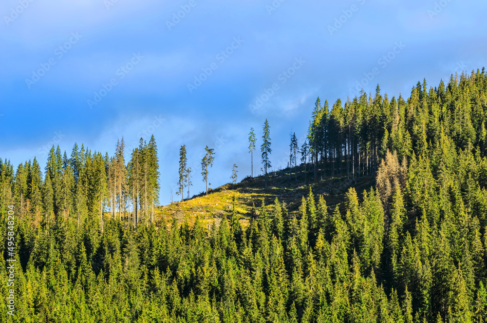 Deforestation - land clearing on top of a mountain, illegal tree cutting