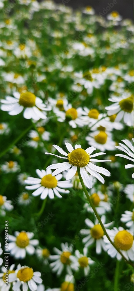 daisies in the garden daisies in the garden