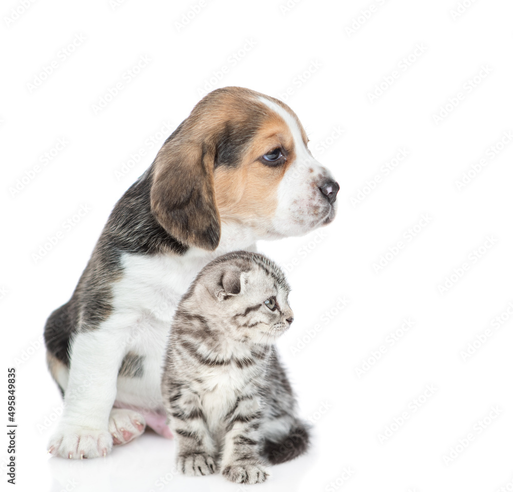 Young Beagle puppy and tabby kitten sit together in profile and look away and up on empty space. isolated on white background Young Beagle puppy and tabby kitten sit together in profile and look away and up on empty space. isolated on white background