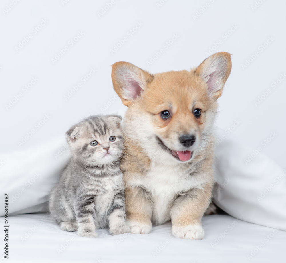 Pembroke welsh corgi puppy and baby kitten lying together under warm white blanket on a bed at home