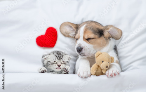 Lovely kitten and Beagle puppy sleep with red heart under a white blanket on a bed at home. Puppy hugs toy bear. Top down view