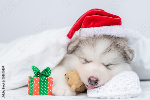 Cute Alaskan malamute puppy wearing red santa hat sleeps with toy bear and gift box under warm blanket on a bed at home
