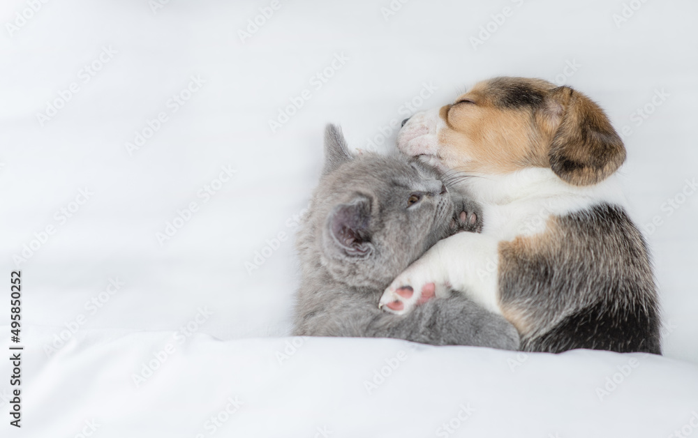 Beagle puppy hugs tiny kitten. Pets sleep together under a white blanket on a bed at home. Top down view. Empty space for text