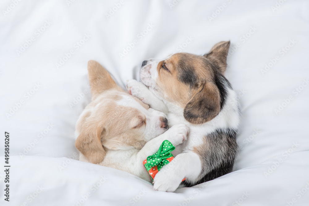 Two cute Beagle puppies sleep together with red heart and gift box under a white blanket on a bed at home. Top down view Two cute Beagle puppies sleep together with red heart and gift box under a white blanket on a bed at home. Top down view