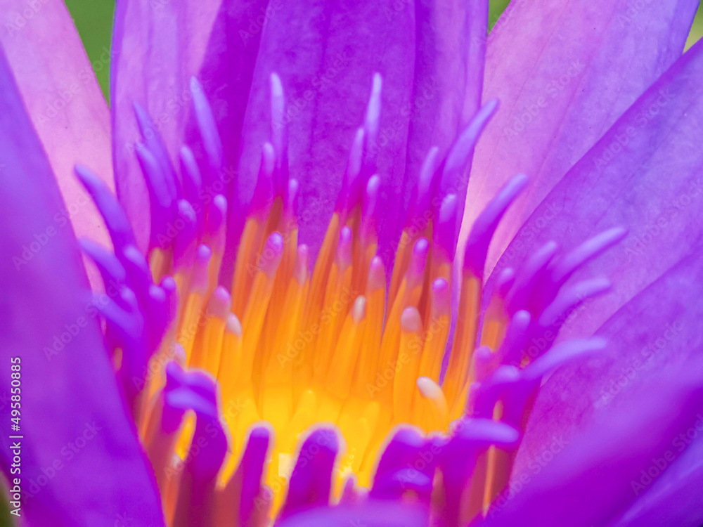 close up of purple water lily