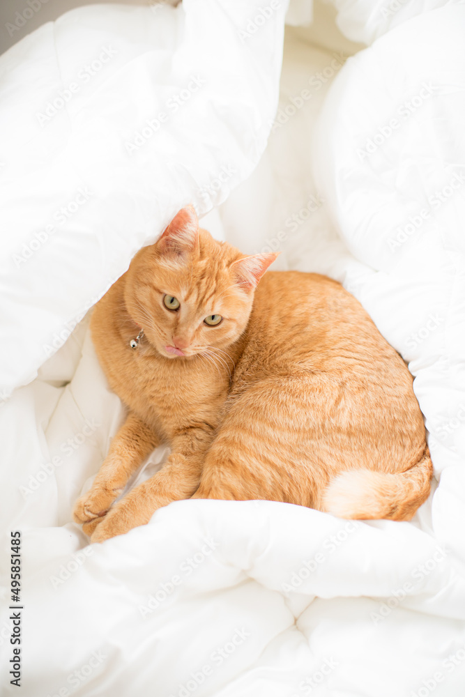 a cute cat sitting on the bed