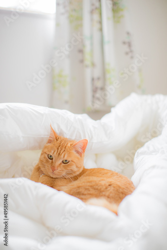 a cute cat sitting on the bed