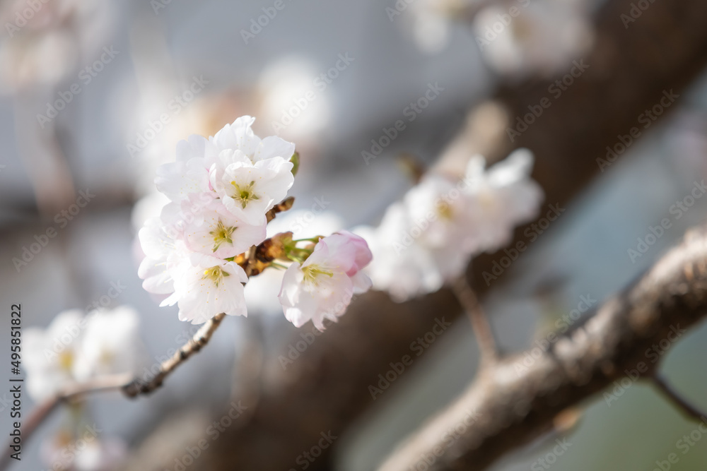 cherry blossoms on a tree