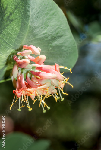 Goat-leaf Honeysuckle (Lonicera caprifolium) in garden