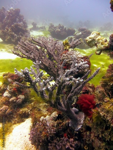 res sea corals