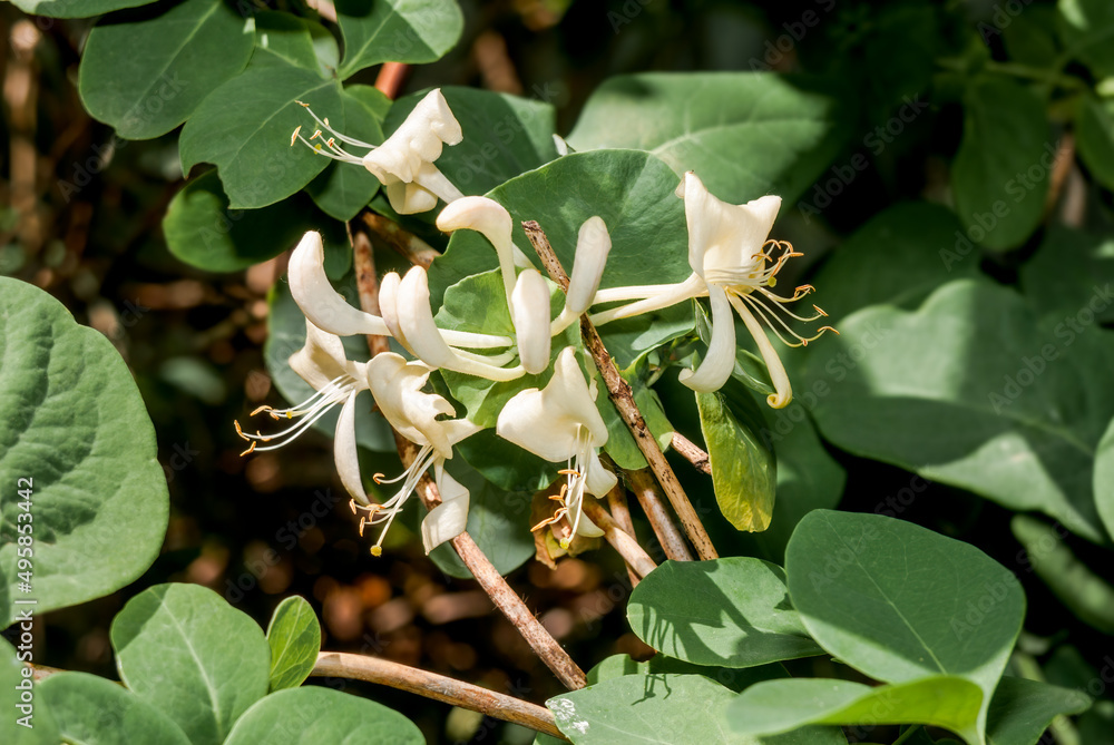 Obraz premium Western White Honeysuckle (Lonicera albiflora) in garden