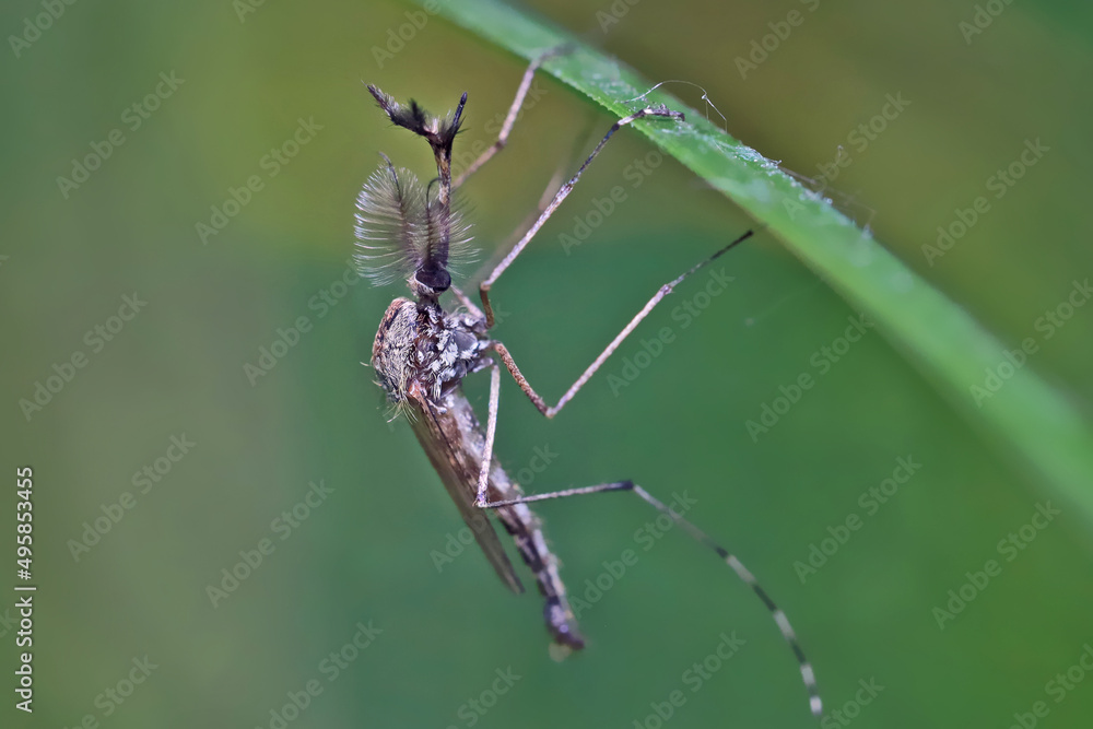 Mosquito (male) resting on the grass. Male and female mosquitoes feed on nectar and plant juices, but many species of mosquitoes can suck the blood of animals. Mosquito (male) resting on the grass. Male and female mosquitoes feed on nectar and plant juices, but many species of mosquitoes can suck the blood of animals.