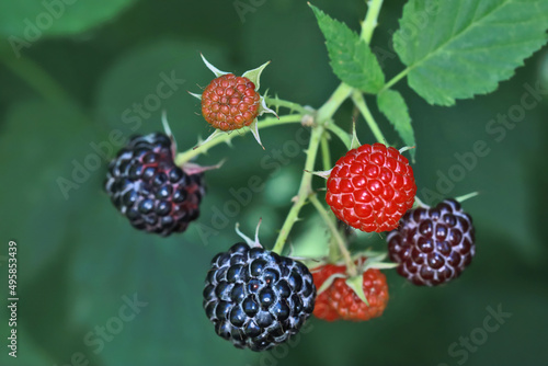 Cumberland black raspberry plant (Rubus occidentalis) with a small bunch of black berries. The picture was taken at a time when not all the berries are ripe yet.