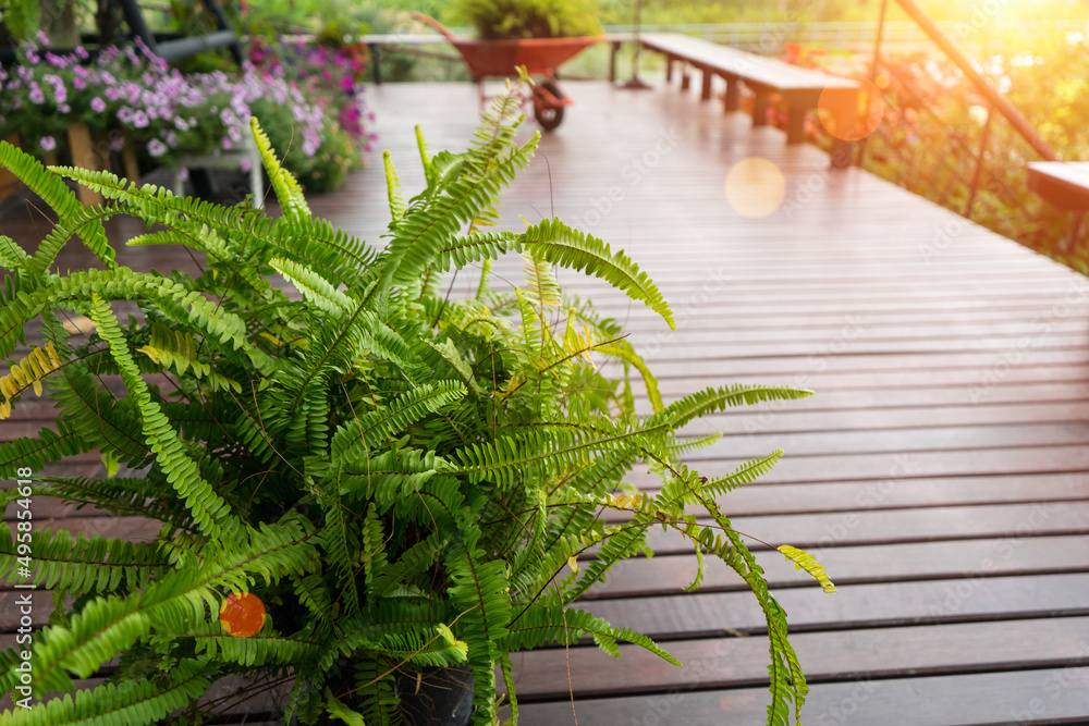 Sword Fern, Fishbone Fern, leaves Edible-stemed Vine in the flowerpots on the wooden terrace background, garden of ornamental shrubs with petunias (Petunia  Hybrida) flowers is blooming,sullight