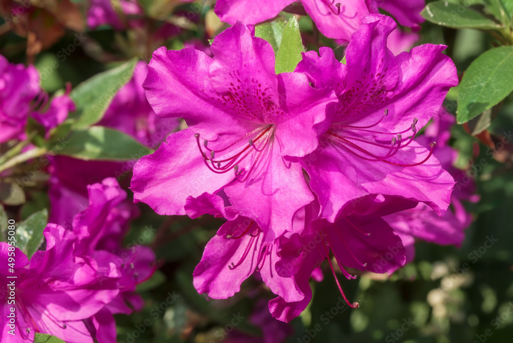 Fototapeta premium Kurume Azalea 'Blue Danube' (Rhododendron Malvaticum x Rhododendron kaempferi) in garden