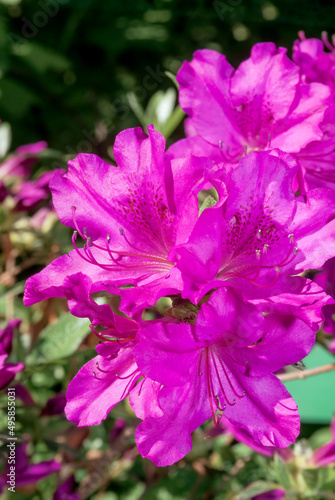 Kurume Azalea 'Blue Danube' (Rhododendron Malvaticum x Rhododendron kaempferi) in garden