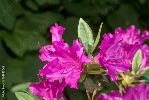 Kurume Azalea 'Blue Danube' (Rhododendron Malvaticum x Rhododendron kaempferi) in garden photo