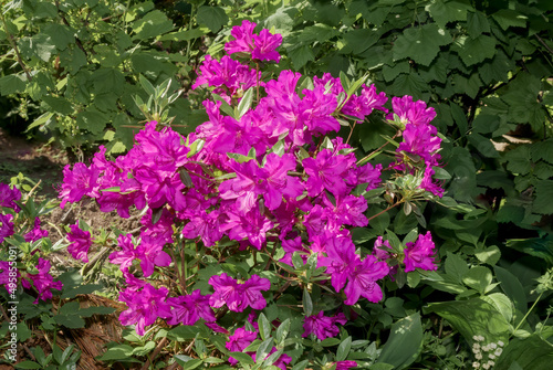 Kurume Azalea 'Blue Danube' (Rhododendron Malvaticum x Rhododendron kaempferi) in garden