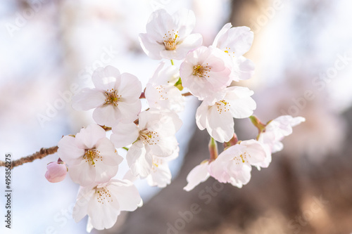 Cherry blossoms
