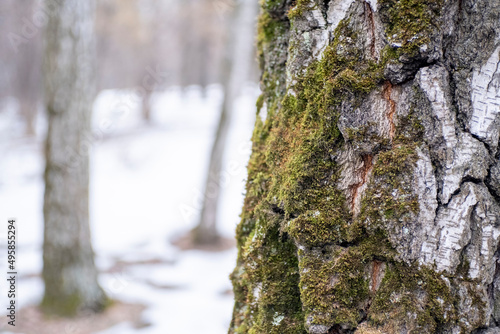 macro photo of a part of a tree, trunk is visible from a close distance, its bark is cracked and partially overgrown with moss, a cloudy spring day photo