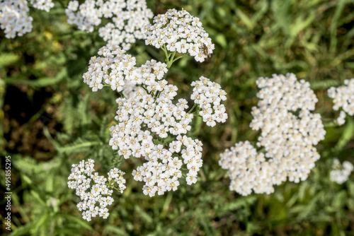 Common Yarrow (Achillea borealis) in meadow