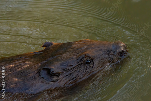  swimming beaver closeup
