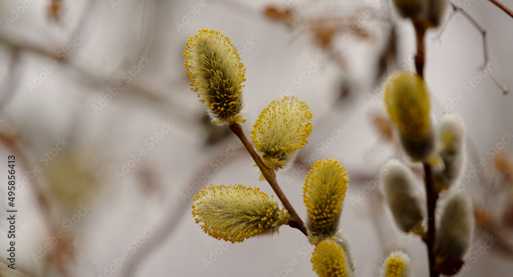 Salweide - Salix caprea, Hängesalweide, Palmweide, Kätzchenweide, Palmkätzchen Salweide - Salix caprea, Hängesalweide, Palmweide, Kätzchenweide, Palmkätzchen