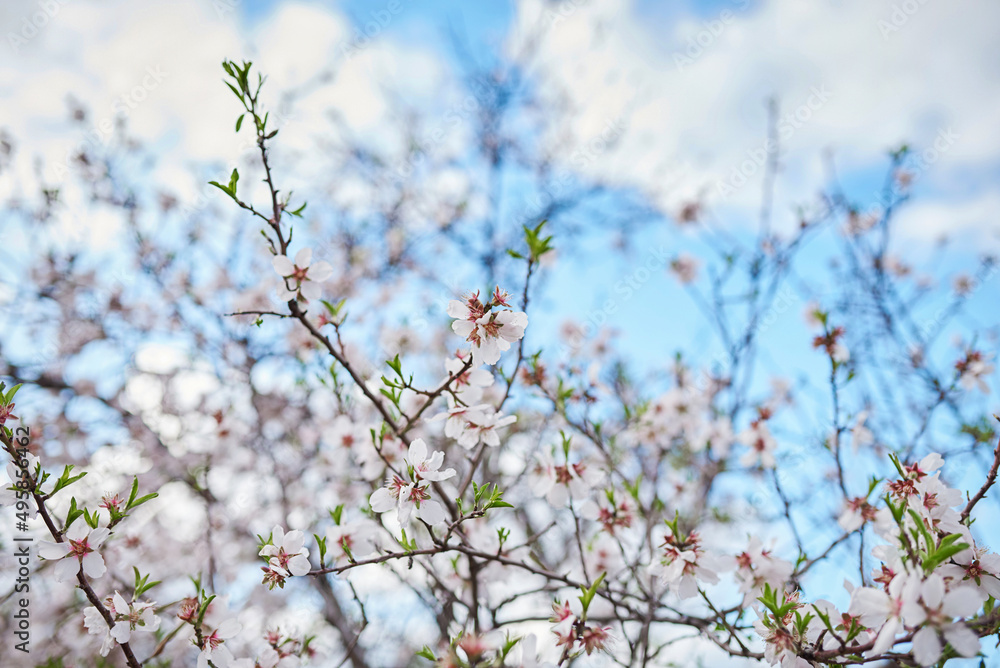 Beautiful light photo of blooming almond tree
Beautiful light photo of blooming almond tree