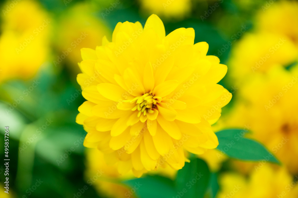yellow chrysanthemum flower on natural background. macro yellow chrysanthemum flower on natural background. macro