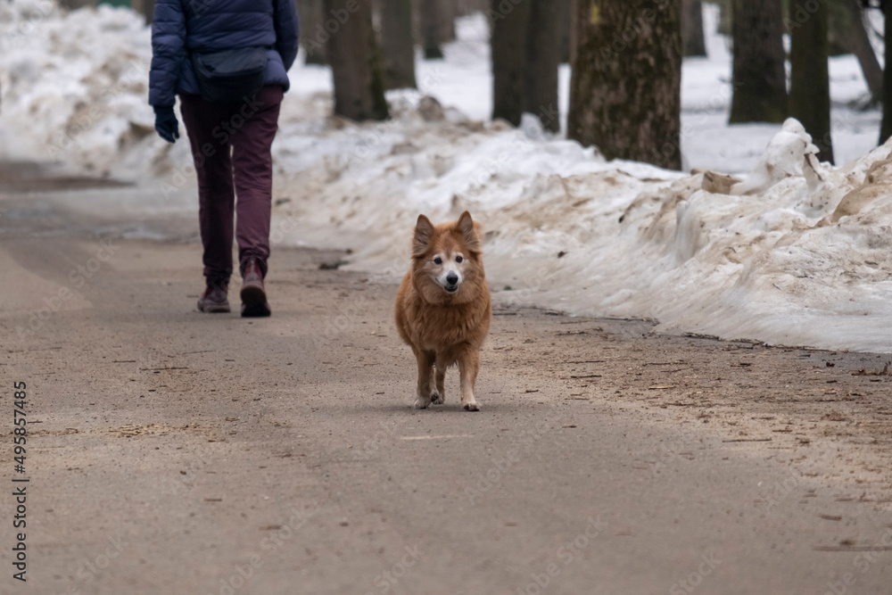 Naklejka premium dog mongrel runs through the square, she has long brown hair, small stature, asphalt path, spring day