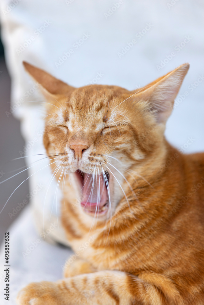 Yawning Egyptian red color striped cat, close up