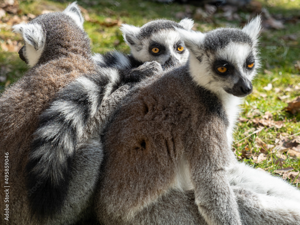 Obraz premium Lemuren