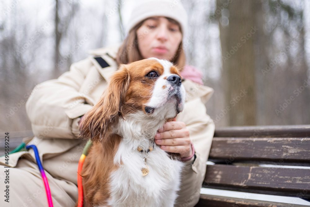 portrait dog breed Cavalier King Charles Spaniel on a colored leash walks in the park on a cloudy spring day, the snow has not completely melted, against the background of trees without foliage